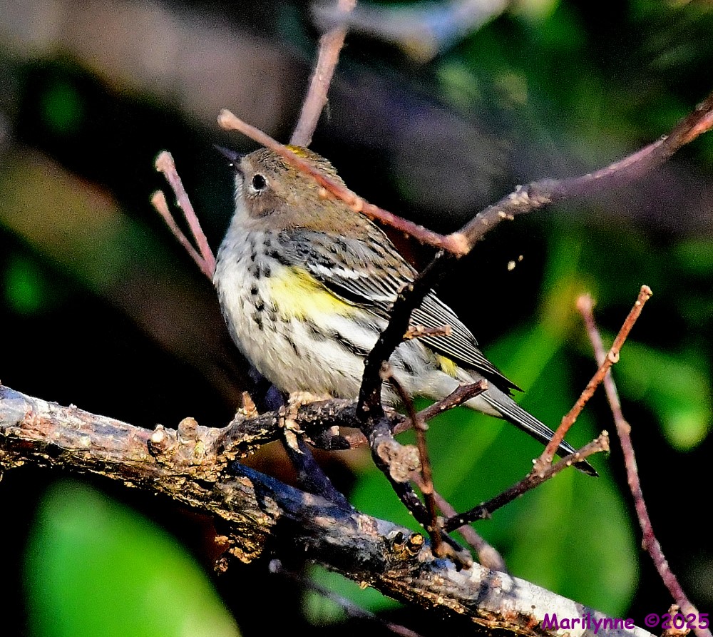 DSC_3839_001.JPG