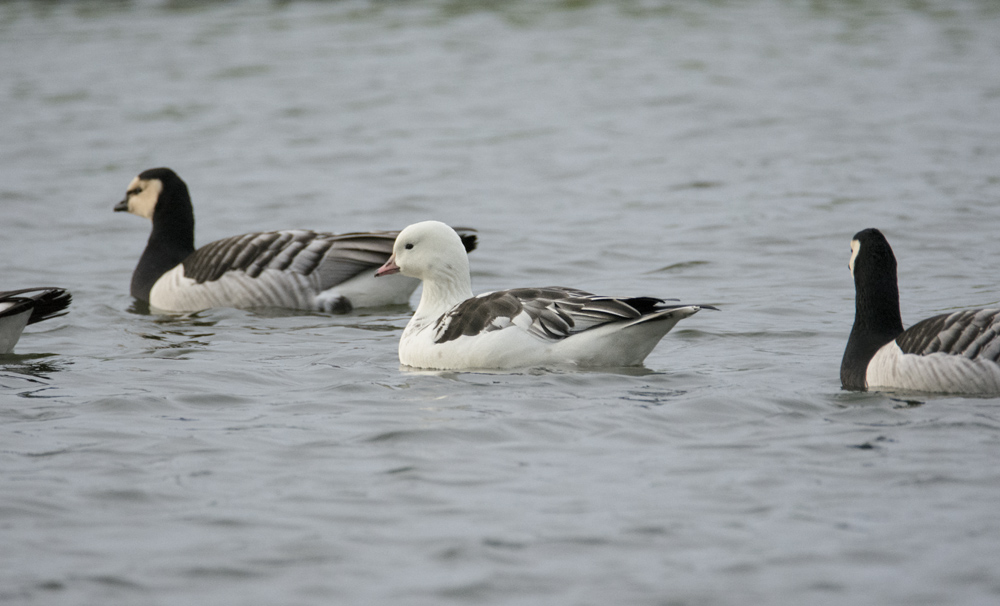DSC_3840.jpg