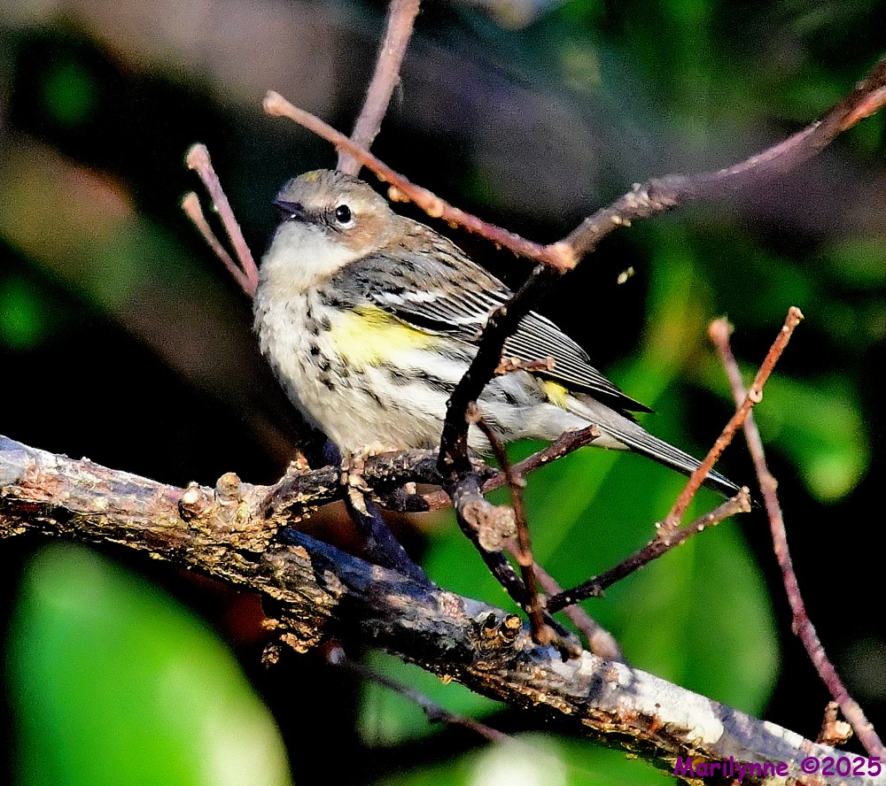 DSC_3840_001.JPG