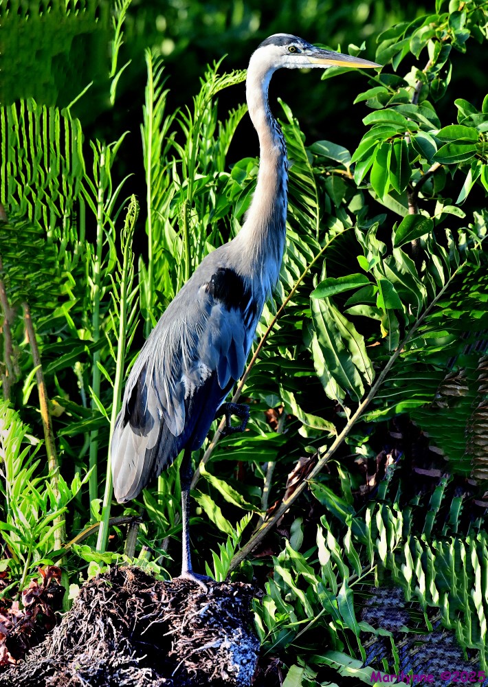 DSC_3841_stitch4_001.JPG