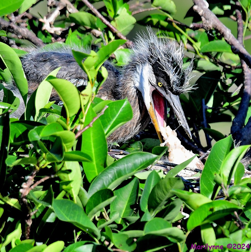 DSC_3842_001.JPG