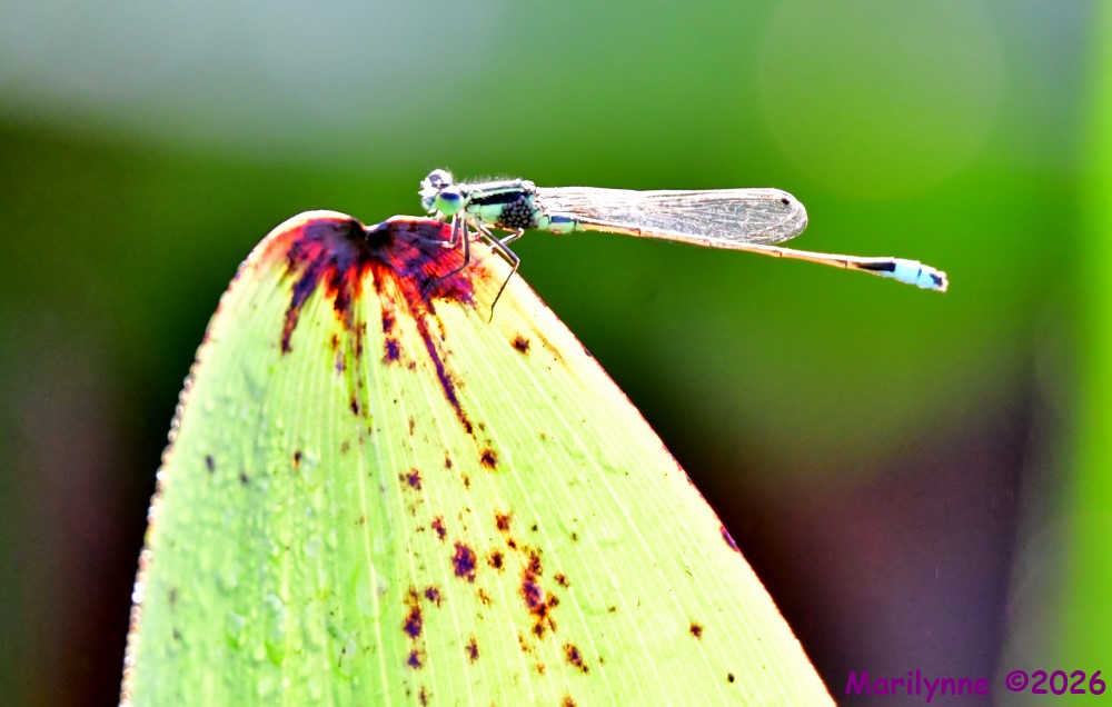 DSC_3846_001.JPG