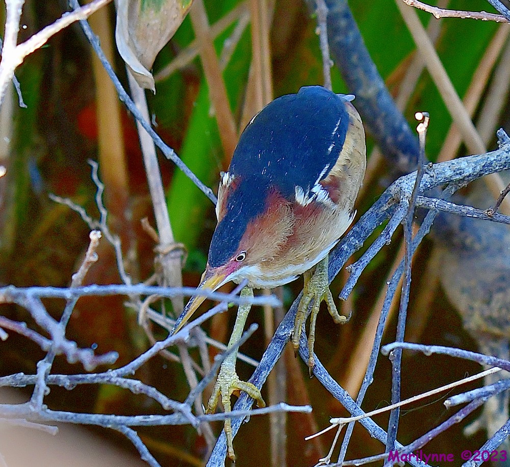 DSC_3847_001.JPG