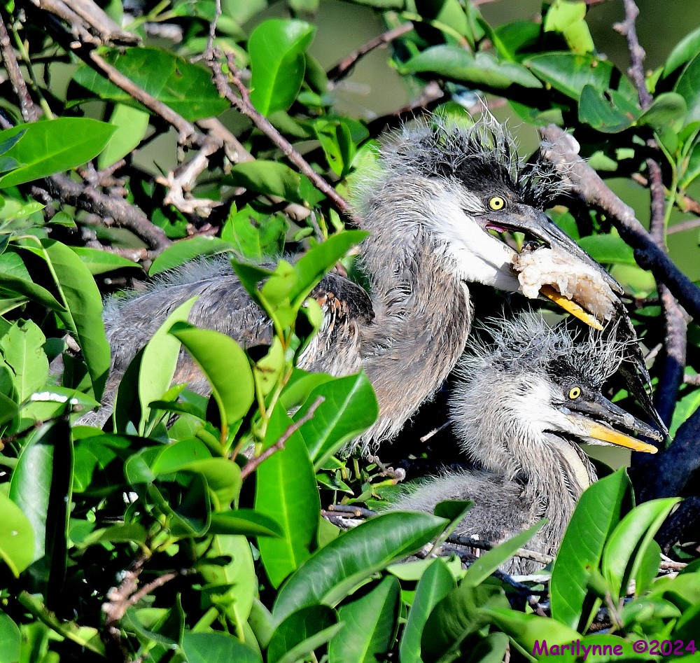 DSC_3848_001.JPG