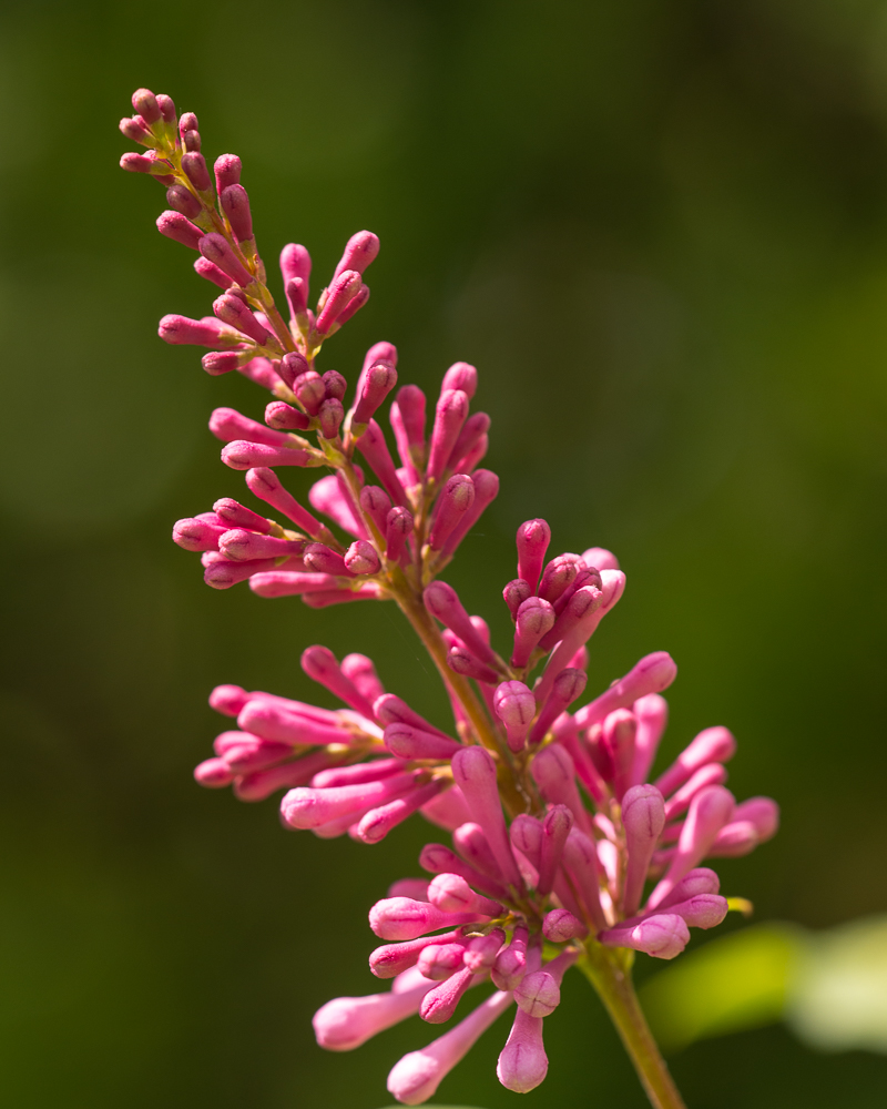 DSC_3849.jpg