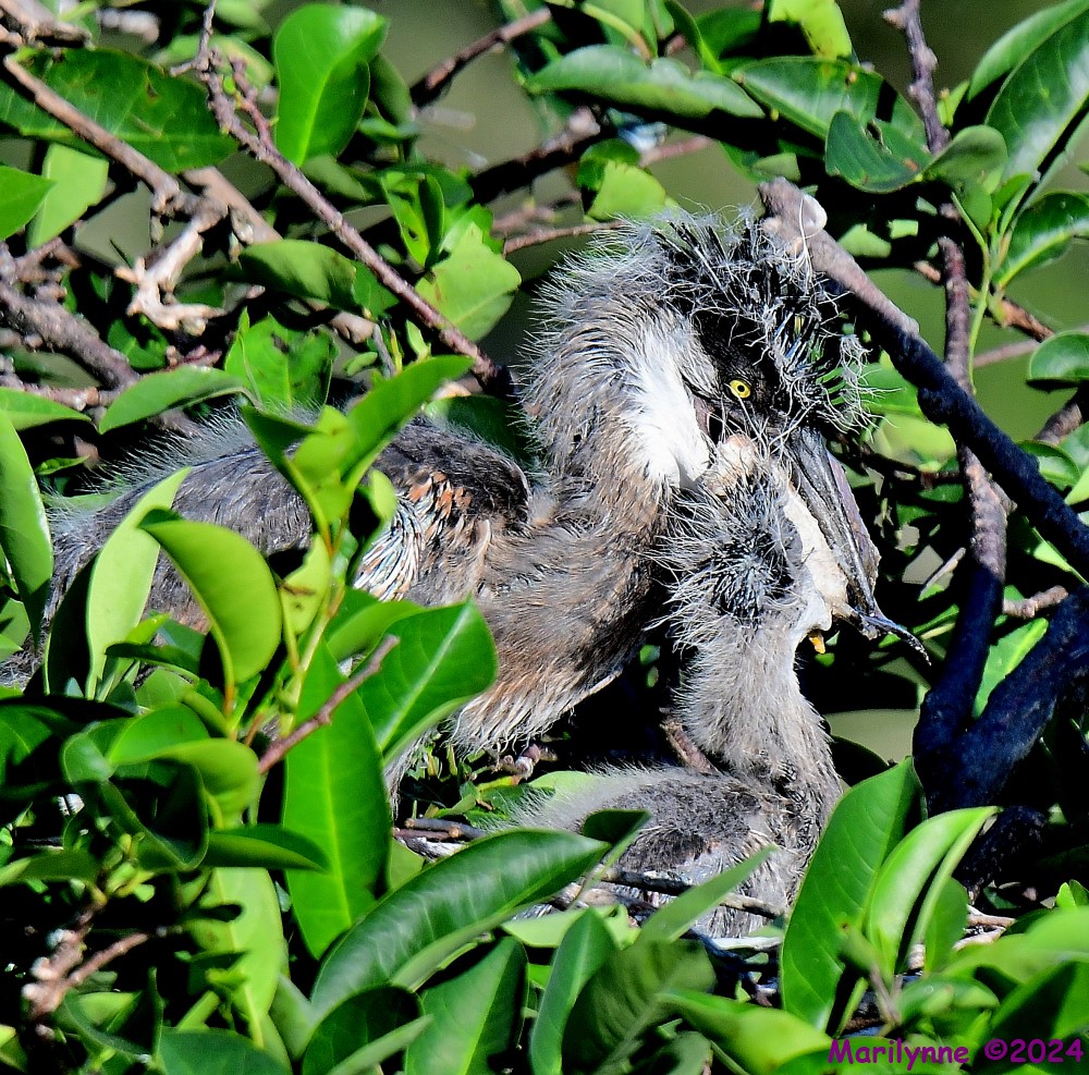 DSC_3850_001.JPG