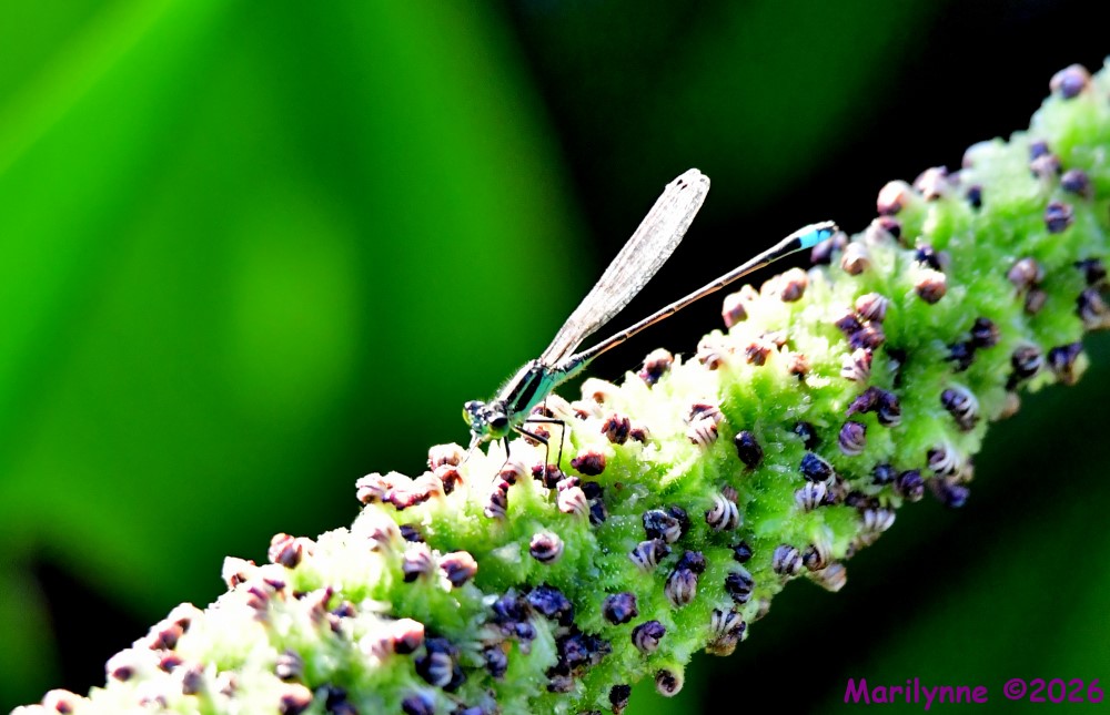 DSC_3850_001.JPG