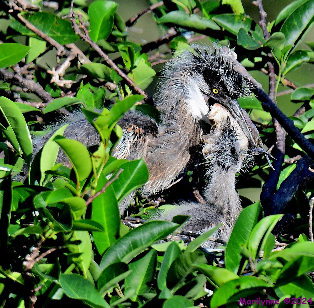 DSC_3851_001.JPG