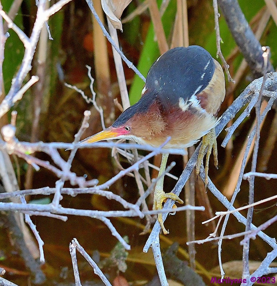 DSC_3852_001.JPG