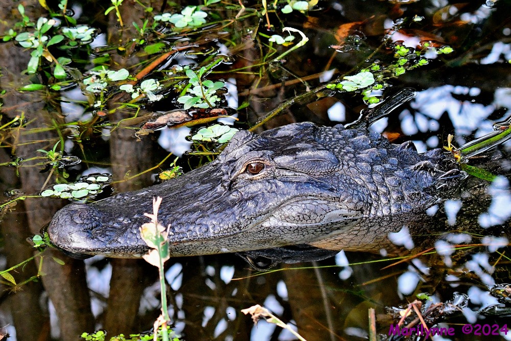 DSC_3852_001.JPG