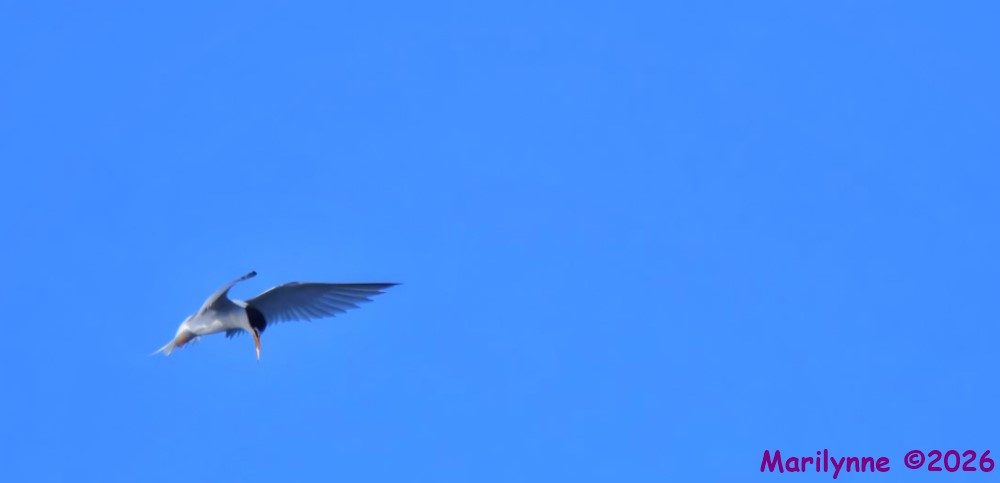 DSC_3853_001.JPG