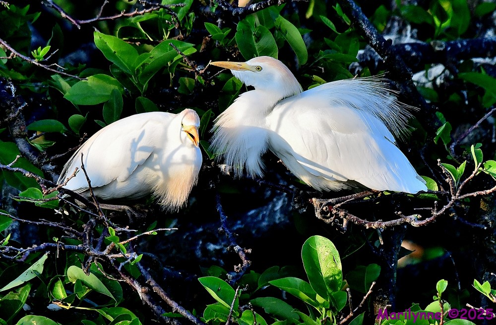 DSC_3854_001.JPG
