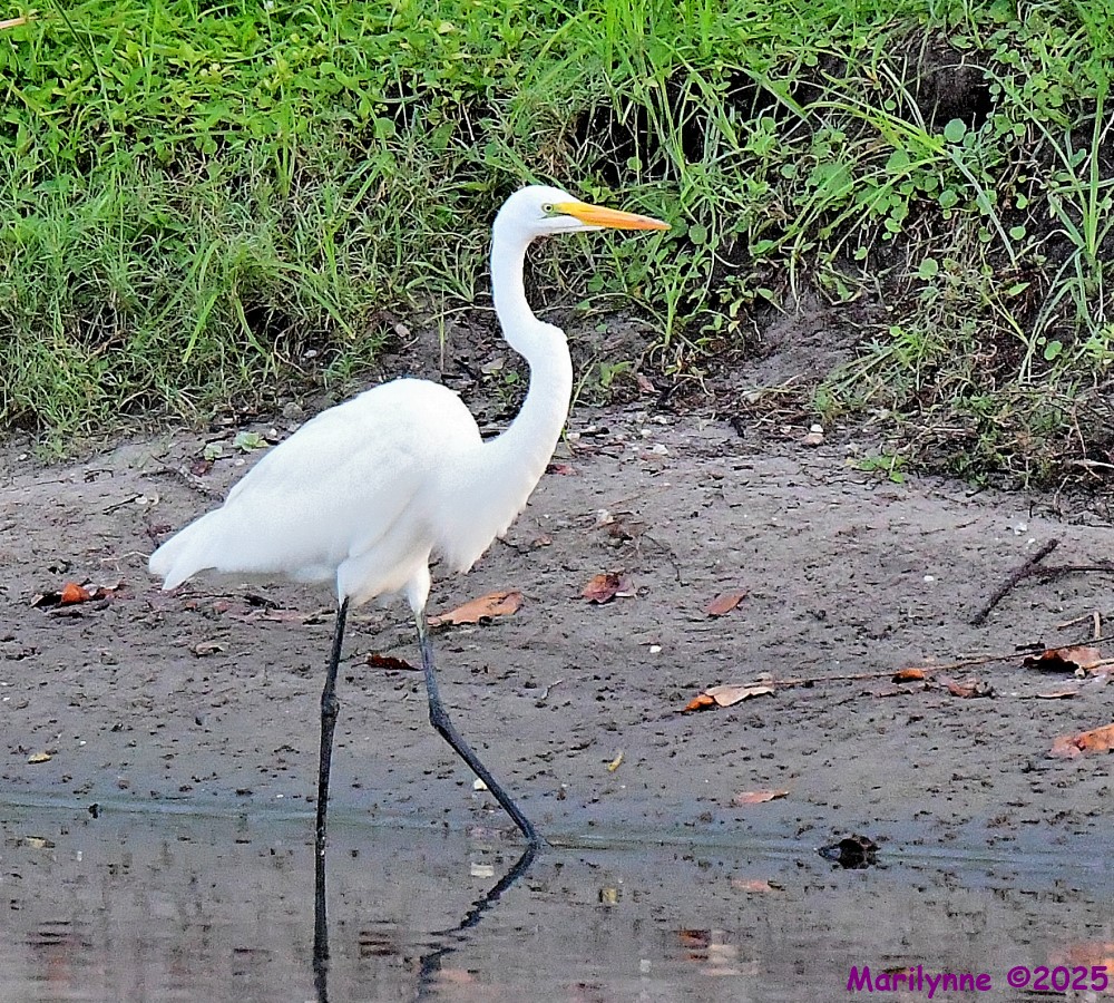 DSC_3854_001.JPG