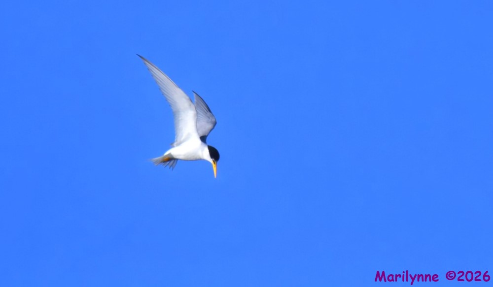 DSC_3854_001.JPG