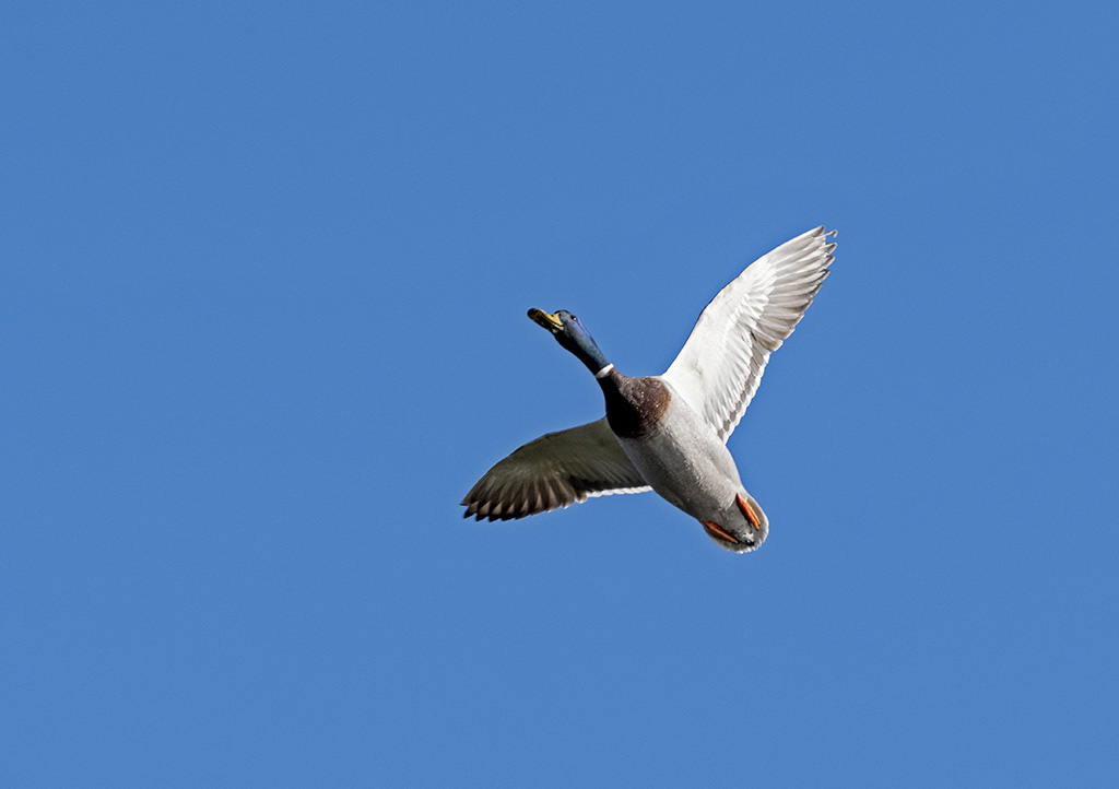 DSC_3856.jpg