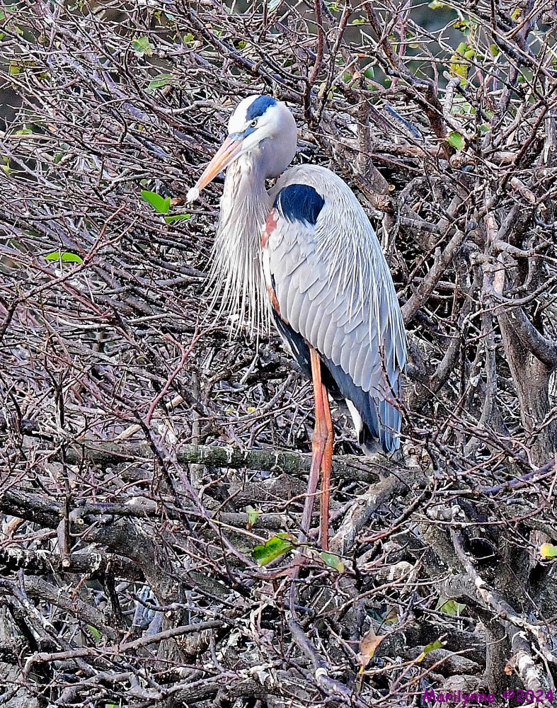 DSC_3856_001.JPG