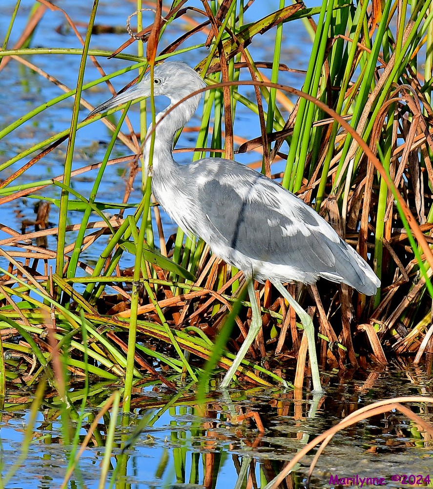 DSC_3856_001.JPG