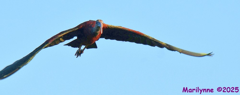 DSC_3862_001.JPG