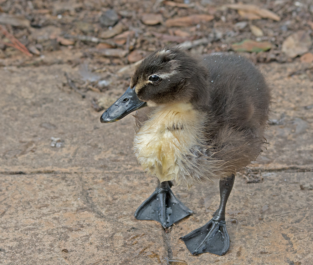 DSC_3863.jpg