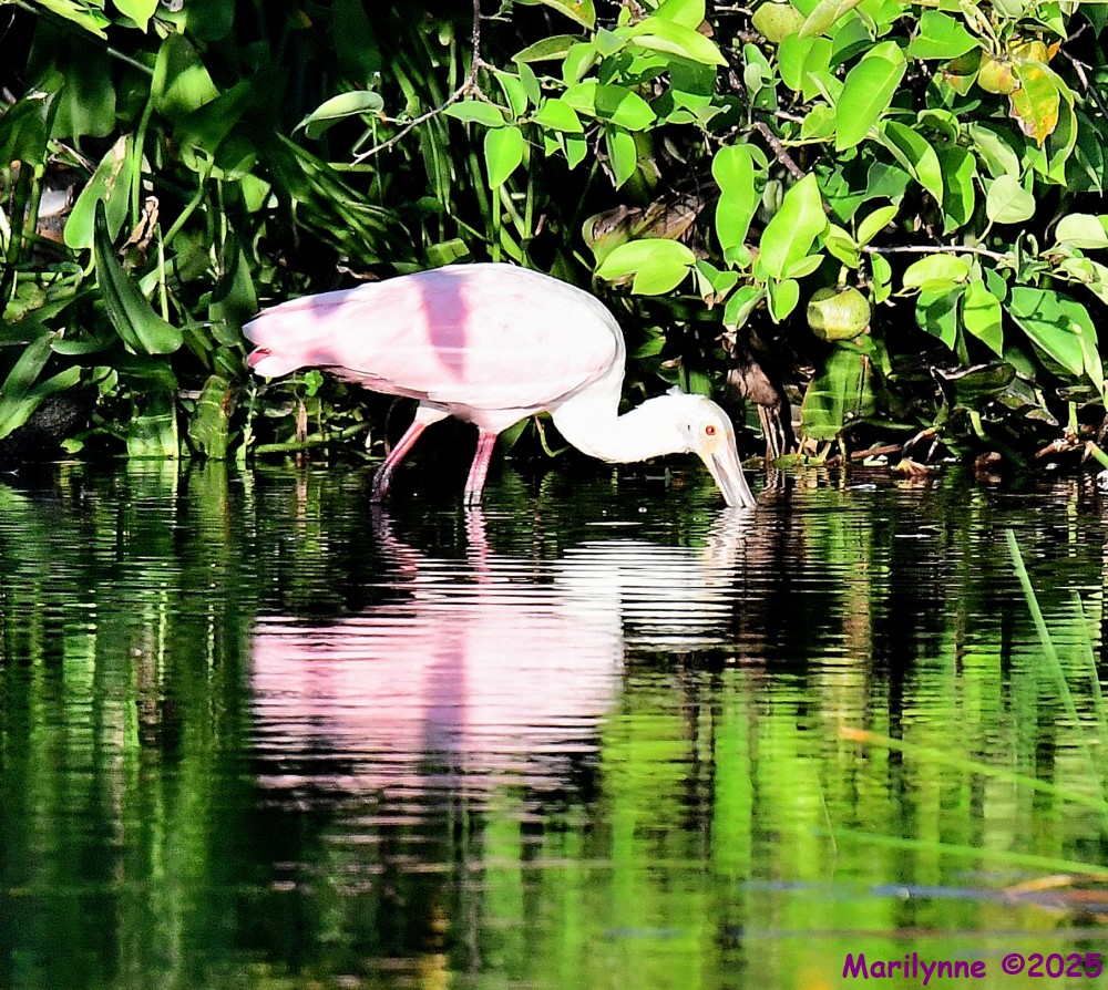DSC_3864_001.JPG