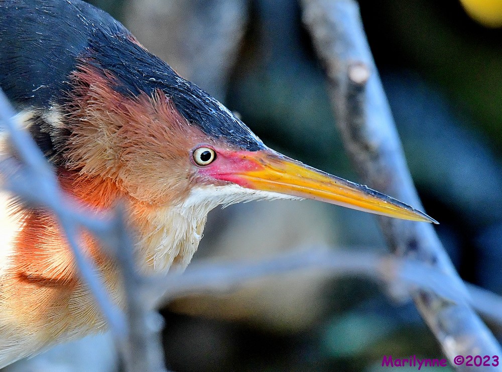 DSC_3865_001.JPG