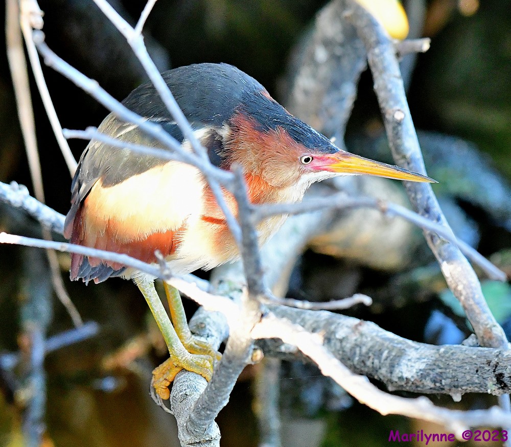 DSC_3868_001_01.JPG