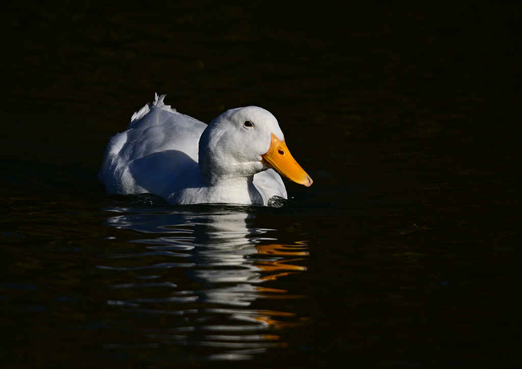 DSC_3871.jpg