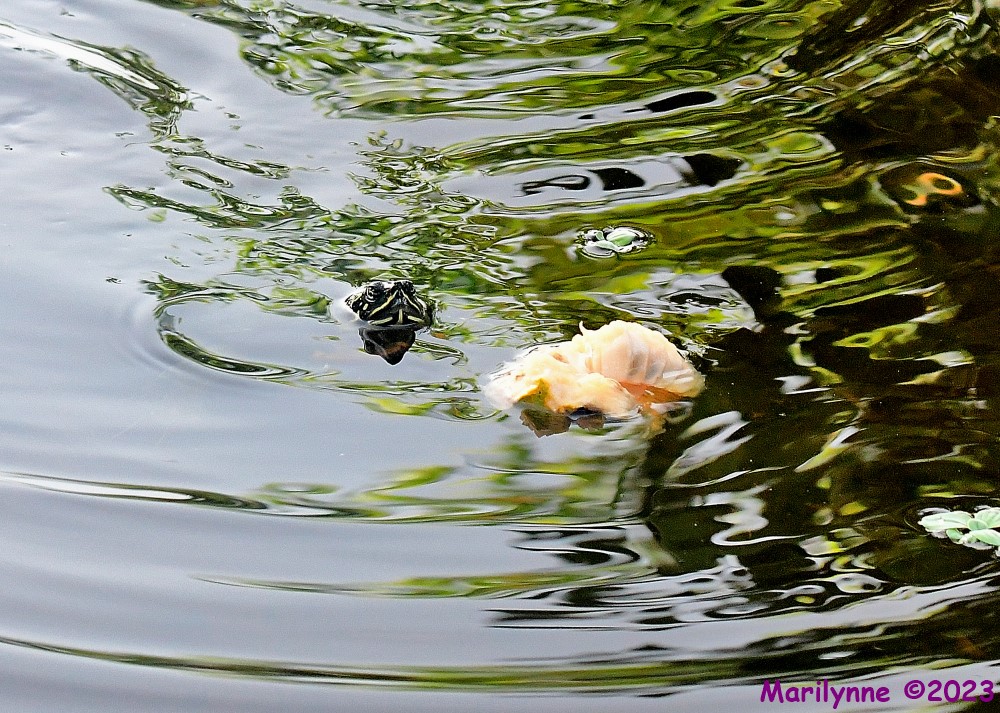 DSC_3871_001.JPG