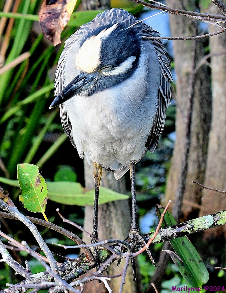 DSC_3871_001.JPG
