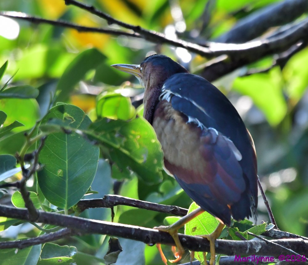 DSC_3872_001.JPG