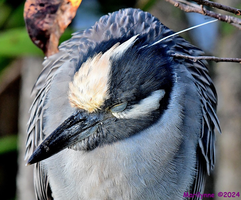 DSC_3874_001.JPG