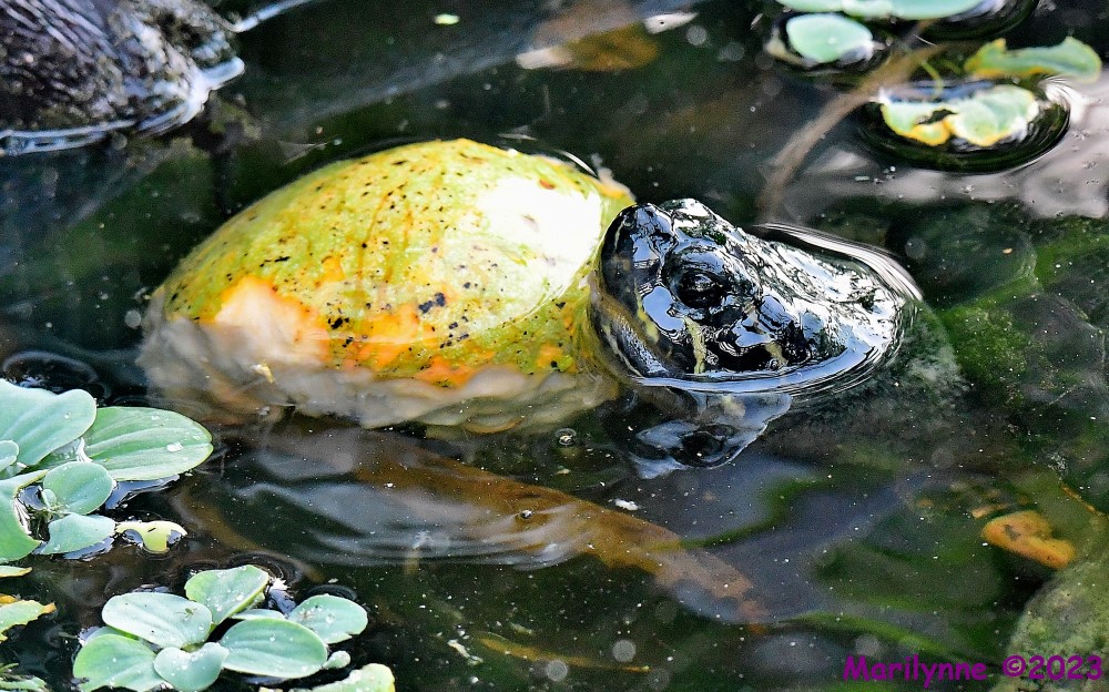 DSC_3877_001.JPG