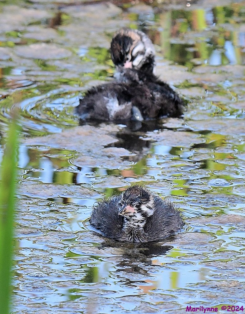 DSC_3877_001.JPG