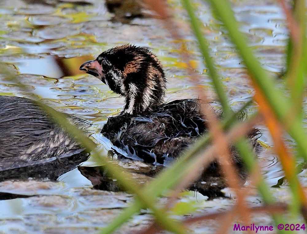 DSC_3878_001.JPG