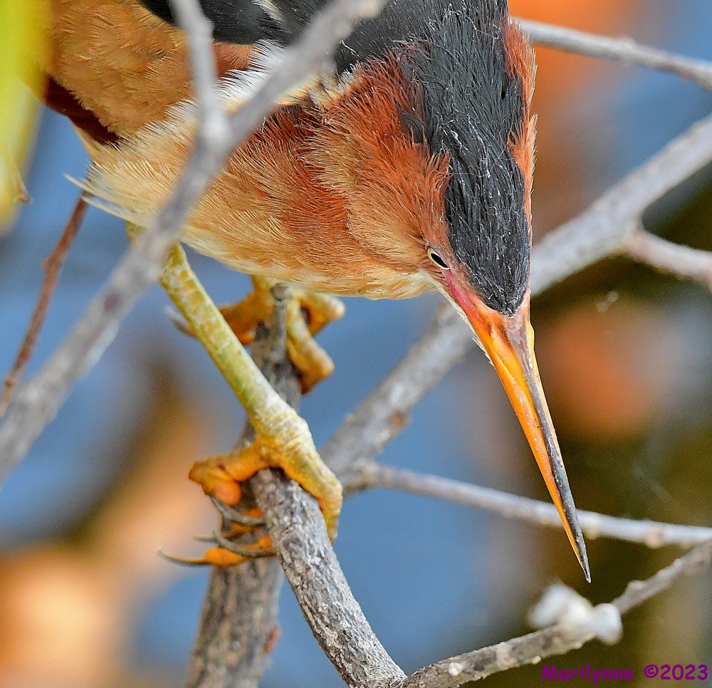 DSC_3879_001.JPG
