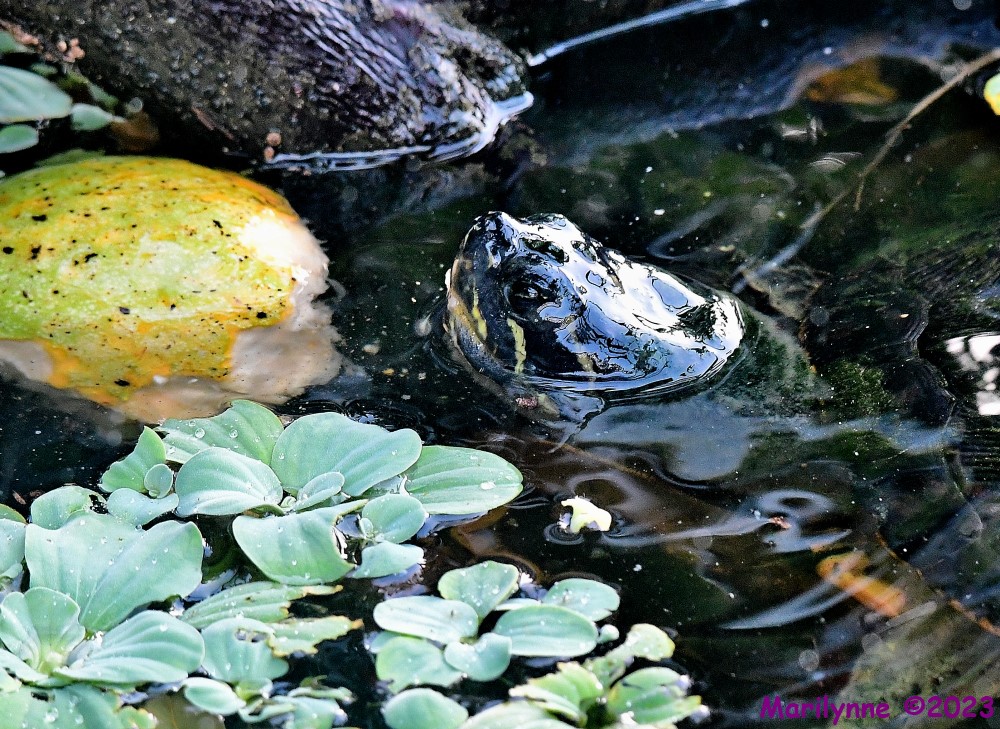 DSC_3880_001.JPG