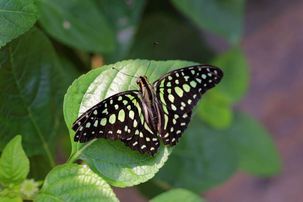 DSC_3881_DxO.jpg