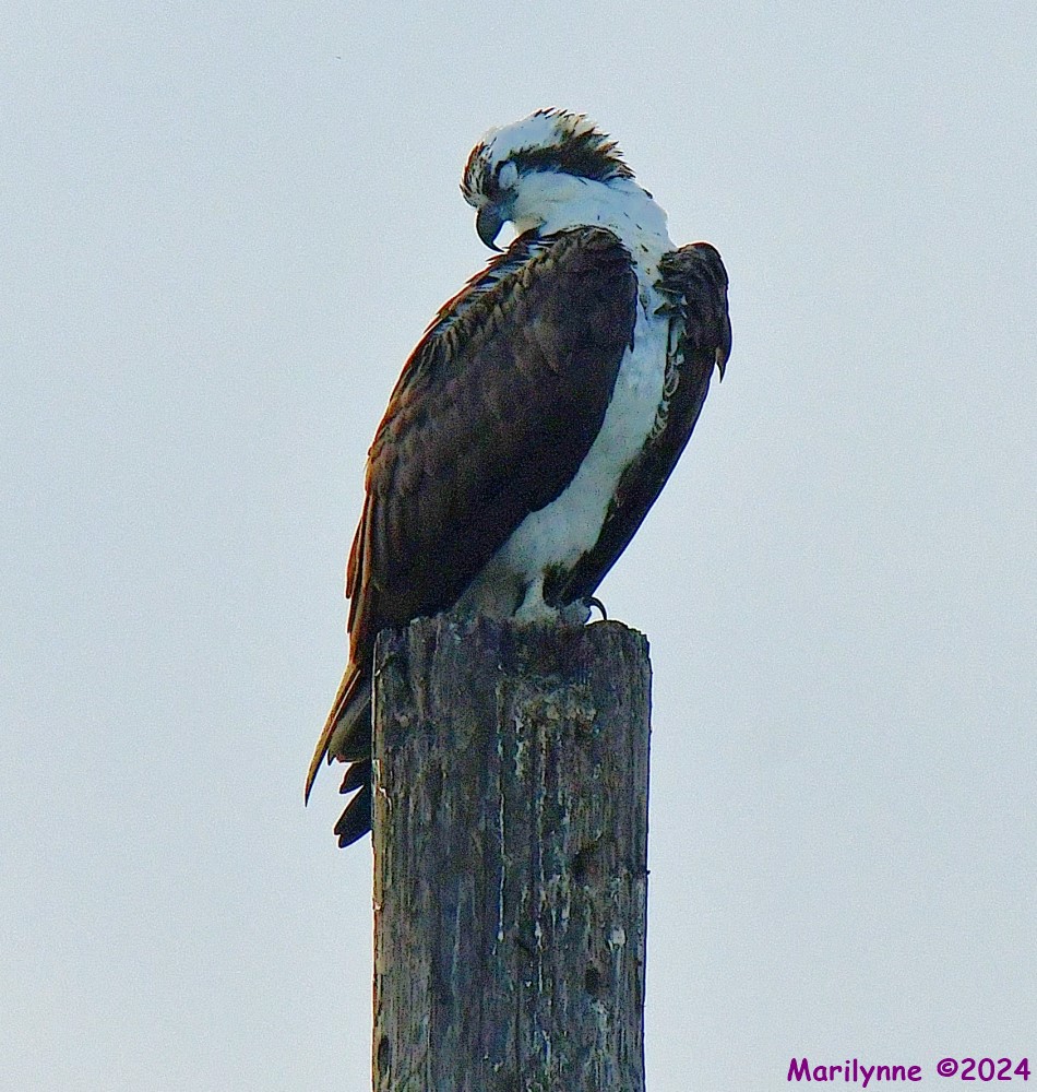 DSC_3883_001.JPG