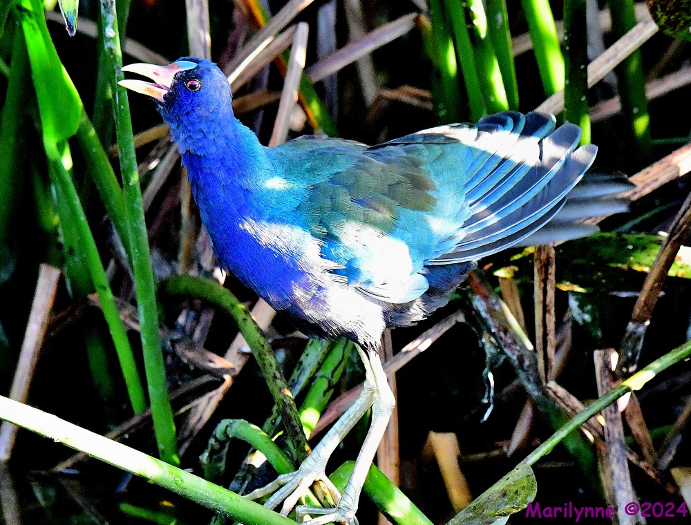 DSC_3884_001.JPG