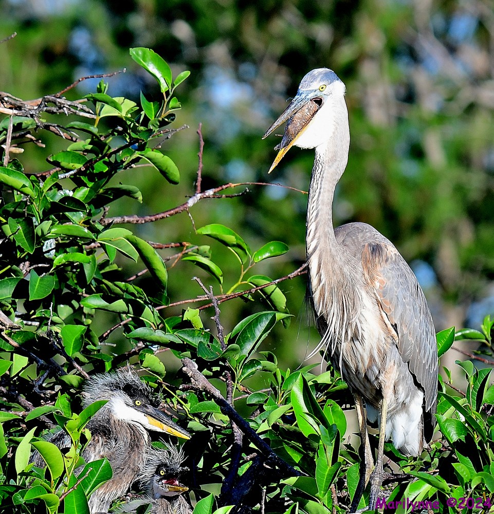 DSC_3886_001.JPG