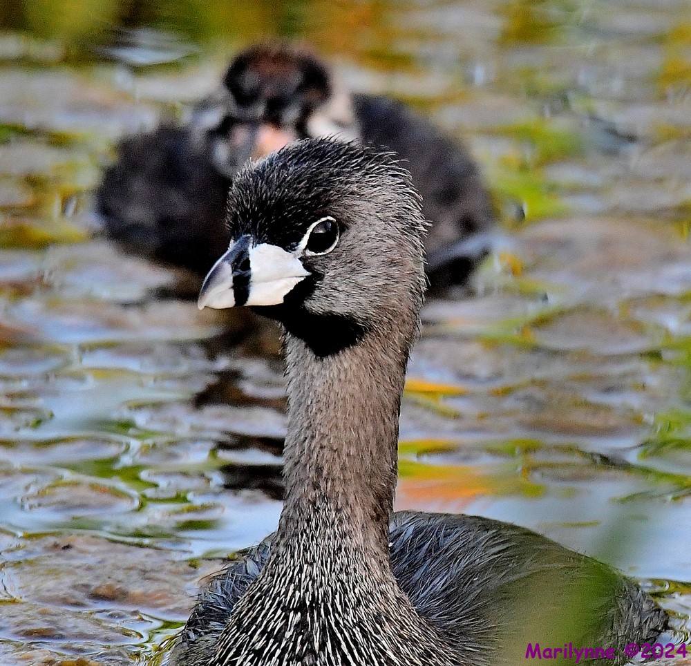 DSC_3887_001.JPG