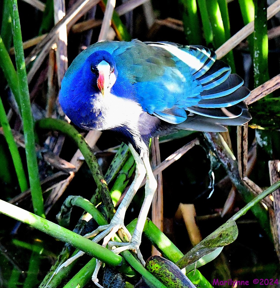 DSC_3887_001.JPG