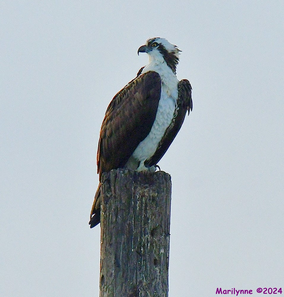 DSC_3888_001.JPG