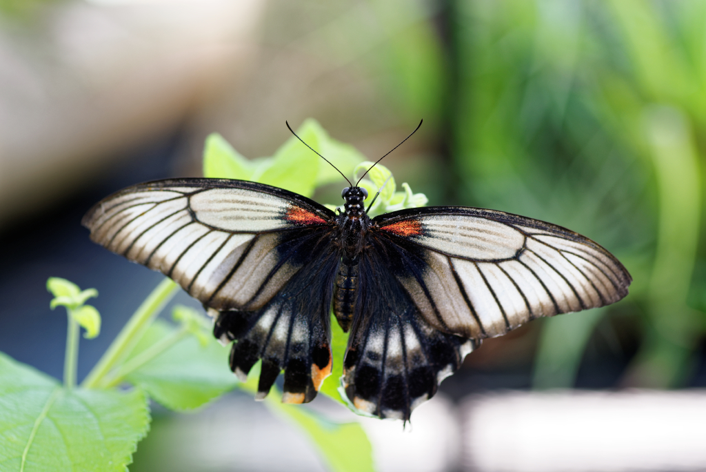 DSC_3888_DxO.jpg