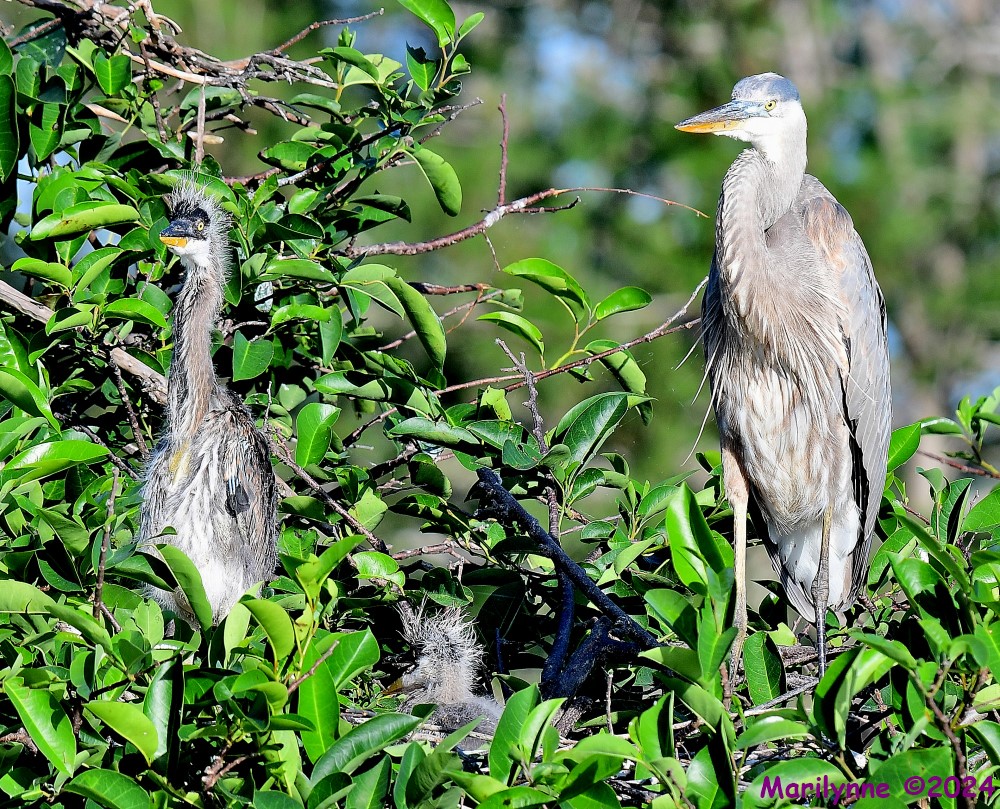 DSC_3889_001.JPG