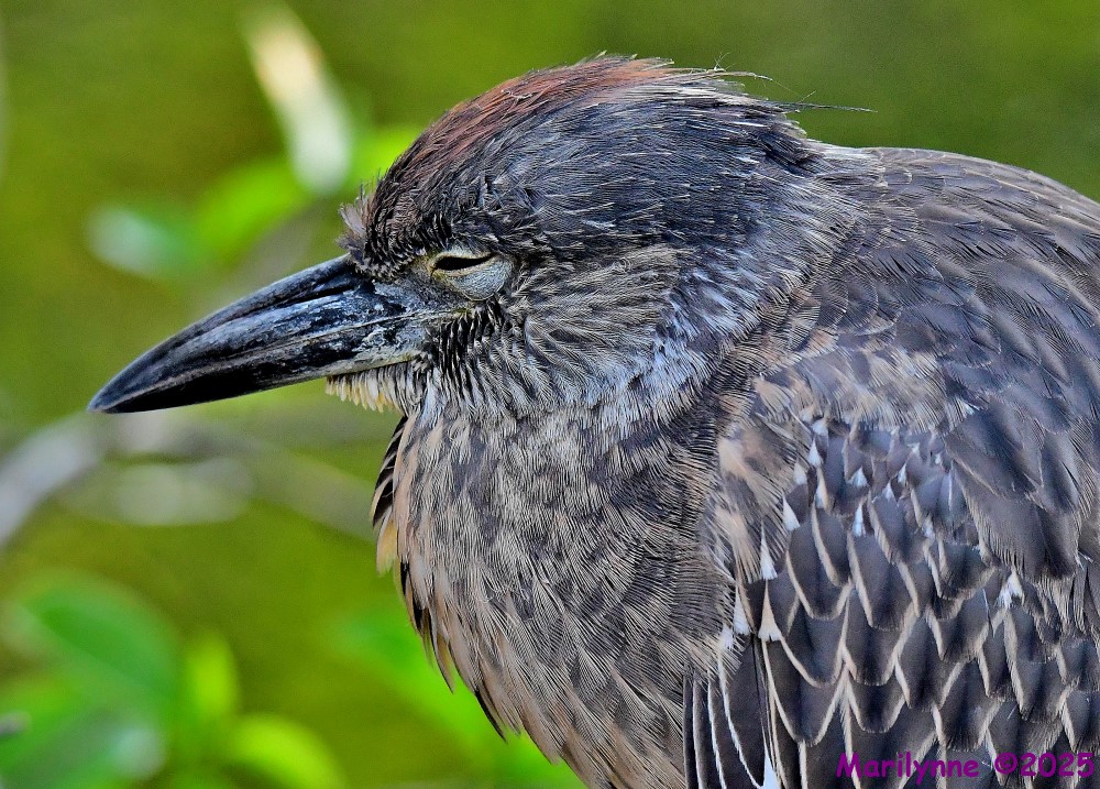 DSC_3889_001.JPG
