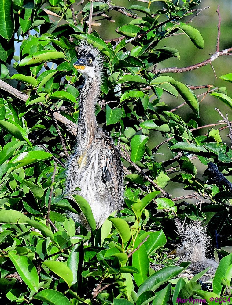 DSC_3890_001.JPG