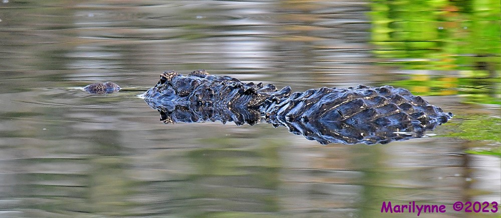 DSC_3891_001.JPG