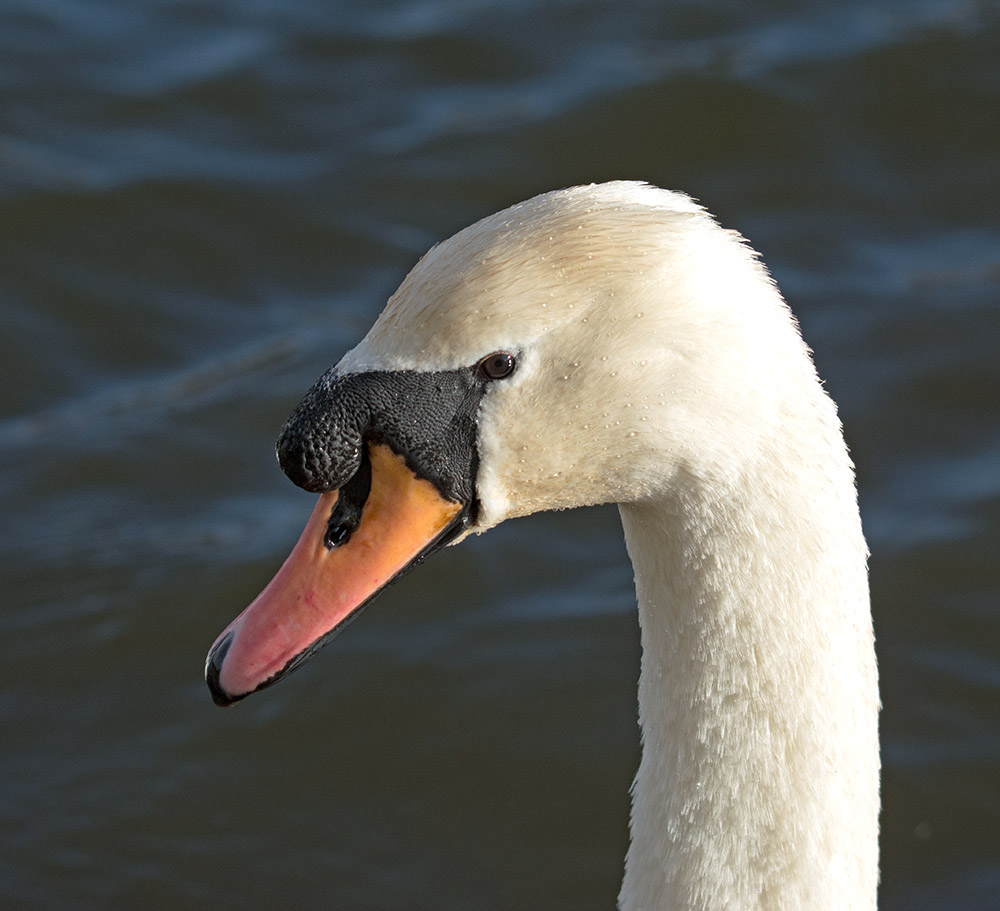 DSC_3892.jpg