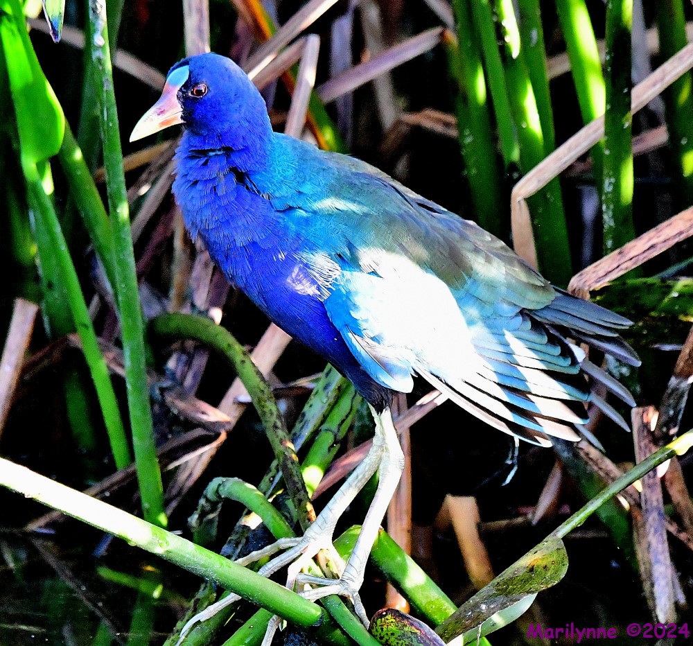 DSC_3892_001.JPG